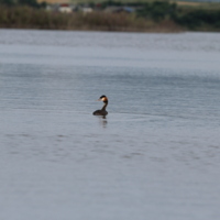 Great crested grebe (Podiceps cristatus) from Crasna